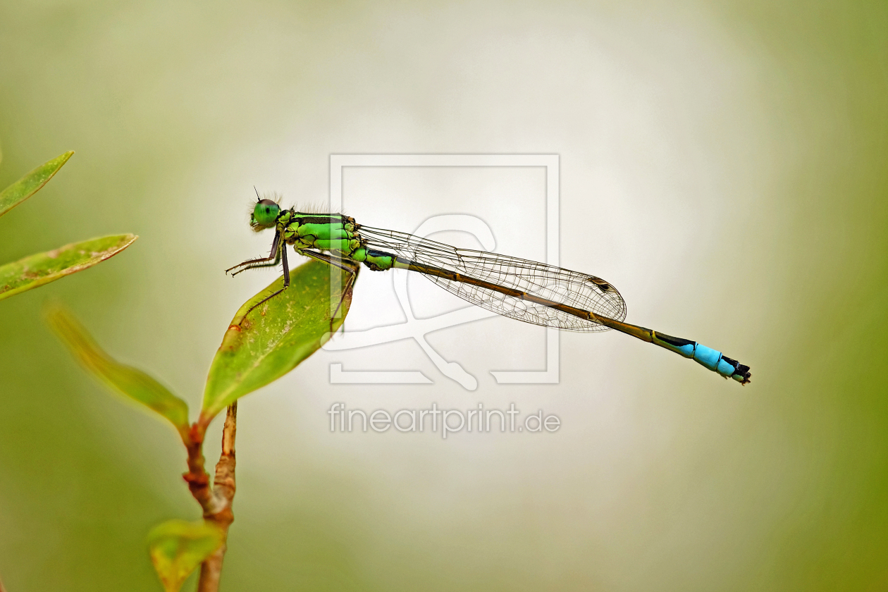 Bild-Nr.: 12887410 Libelle erstellt von Ostfriese