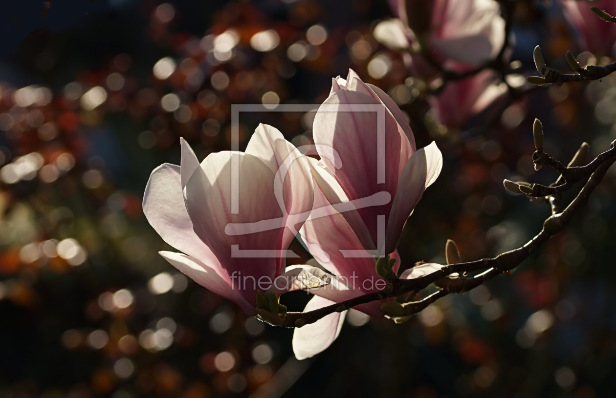 Bild-Nr.: 12887419 Beauty erstellt von youhaveadream