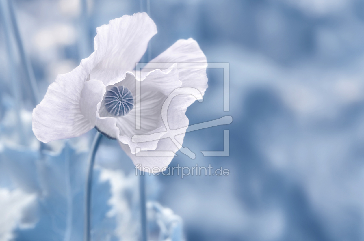Bild-Nr.: 12887576 Mohnblume erstellt von Atteloi