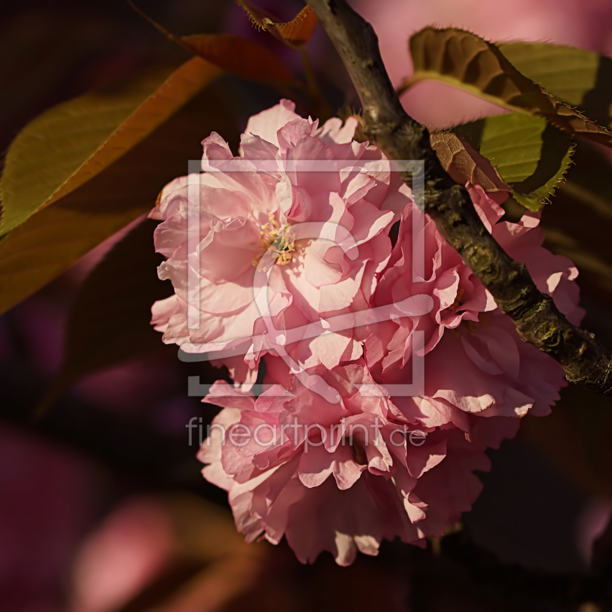 Bild-Nr.: 12887829 Cherry Blossoms erstellt von youhaveadream