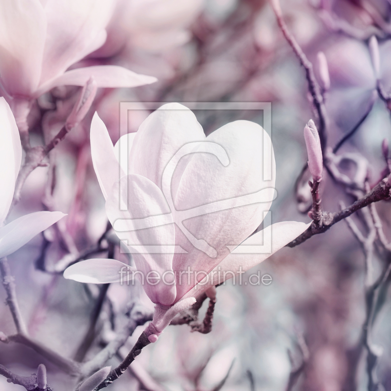 Bild-Nr.: 12888580 Magnolie erstellt von Atteloi