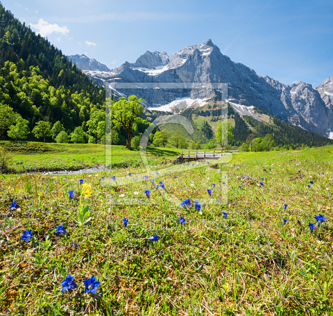 Bild-Nr.: 12889152 Enzianwiese in der Eng Karwendelgebirge erstellt von SusaZoom