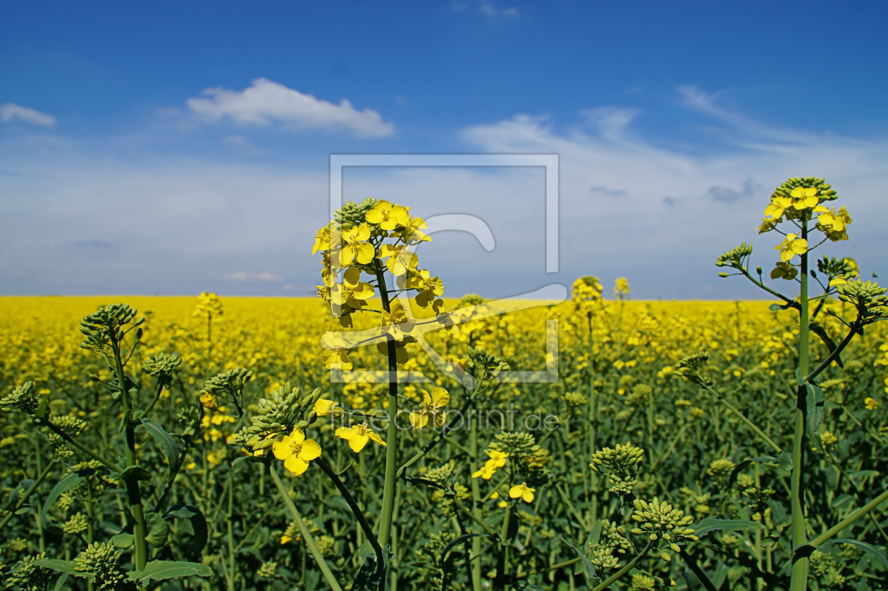 Bild-Nr.: 12889808 Goldener Frühling erstellt von MoNoir