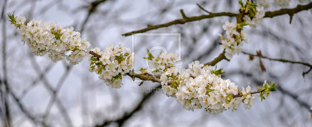 Bild-Nr.: 12890070 Frühling erstellt von Gregor Handy