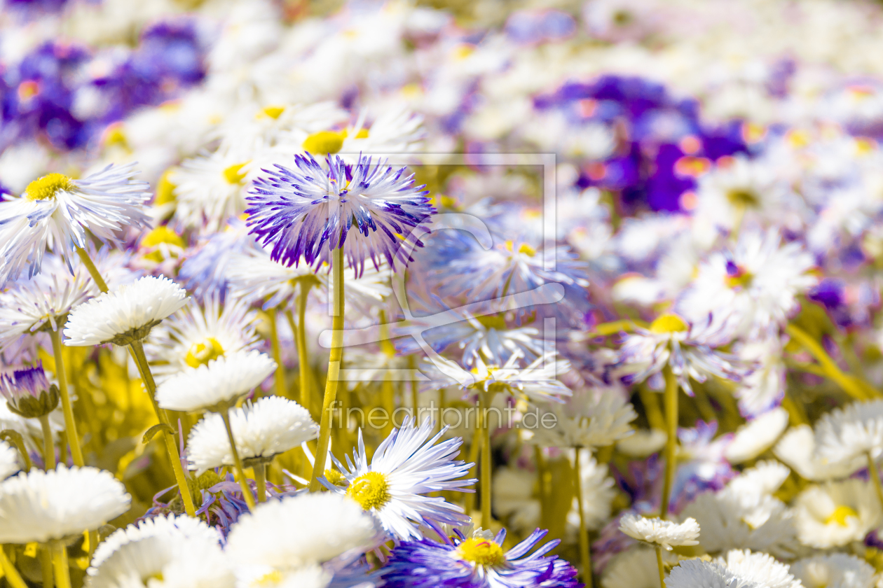 Bild-Nr.: 12891223 Bellis Perennis - Gänseblümchen erstellt von Sandra Höfer