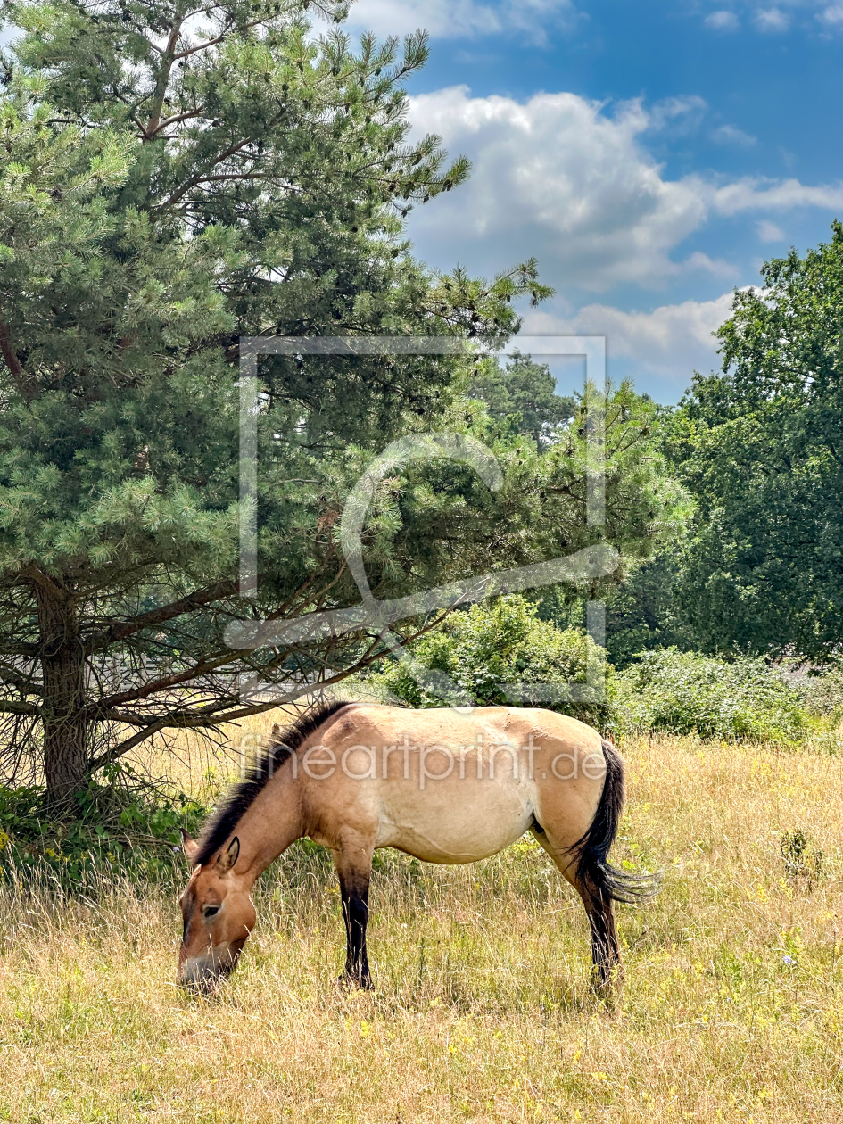 Bild-Nr.: 12891415 Przewalski-Pferd erstellt von DirkR