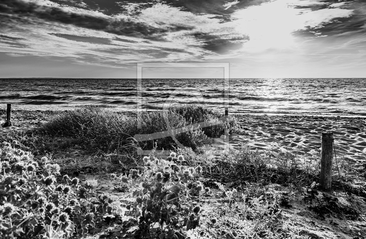 Bild-Nr.: 12892109 Stranddiesteln auf der Insel Fehmarn erstellt von Ursula Reins