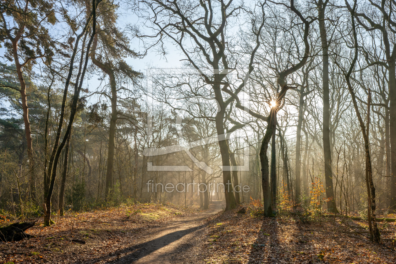 Bild-Nr.: 12892261 frühmorgens im Wald im Ruhrgebiet erstellt von volker heide