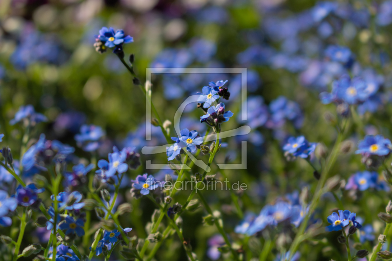 Bild-Nr.: 12892523 Vergissmeinnicht - Myosotis erstellt von Sandra Höfer