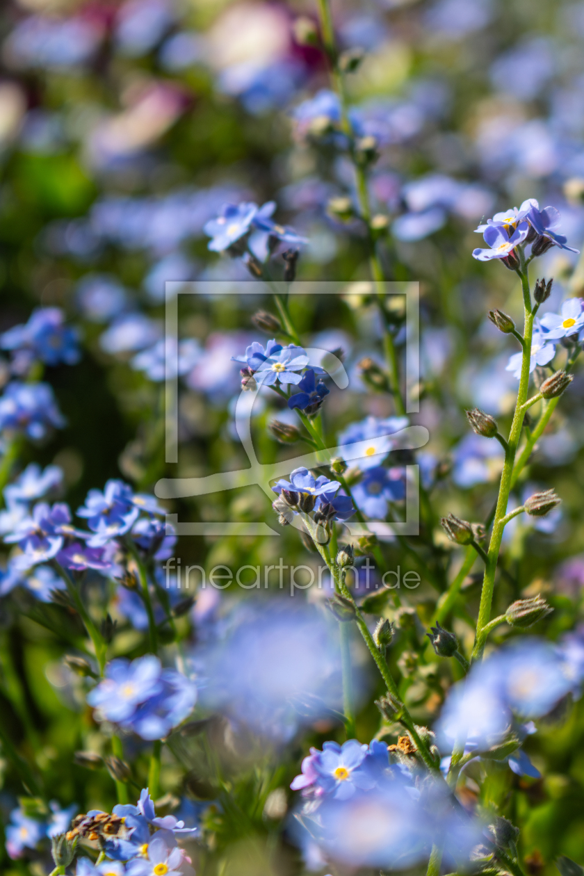 Bild-Nr.: 12892526 Vergissmeinnicht - Myosotis erstellt von Sandra Höfer