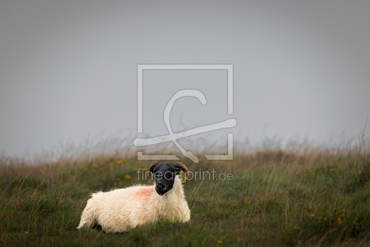 Bild-Nr.: 12892695 Schaf im Dartmoor erstellt von DirkR