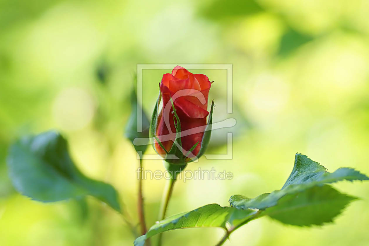 Bild-Nr.: 12893081 Amour erstellt von youhaveadream