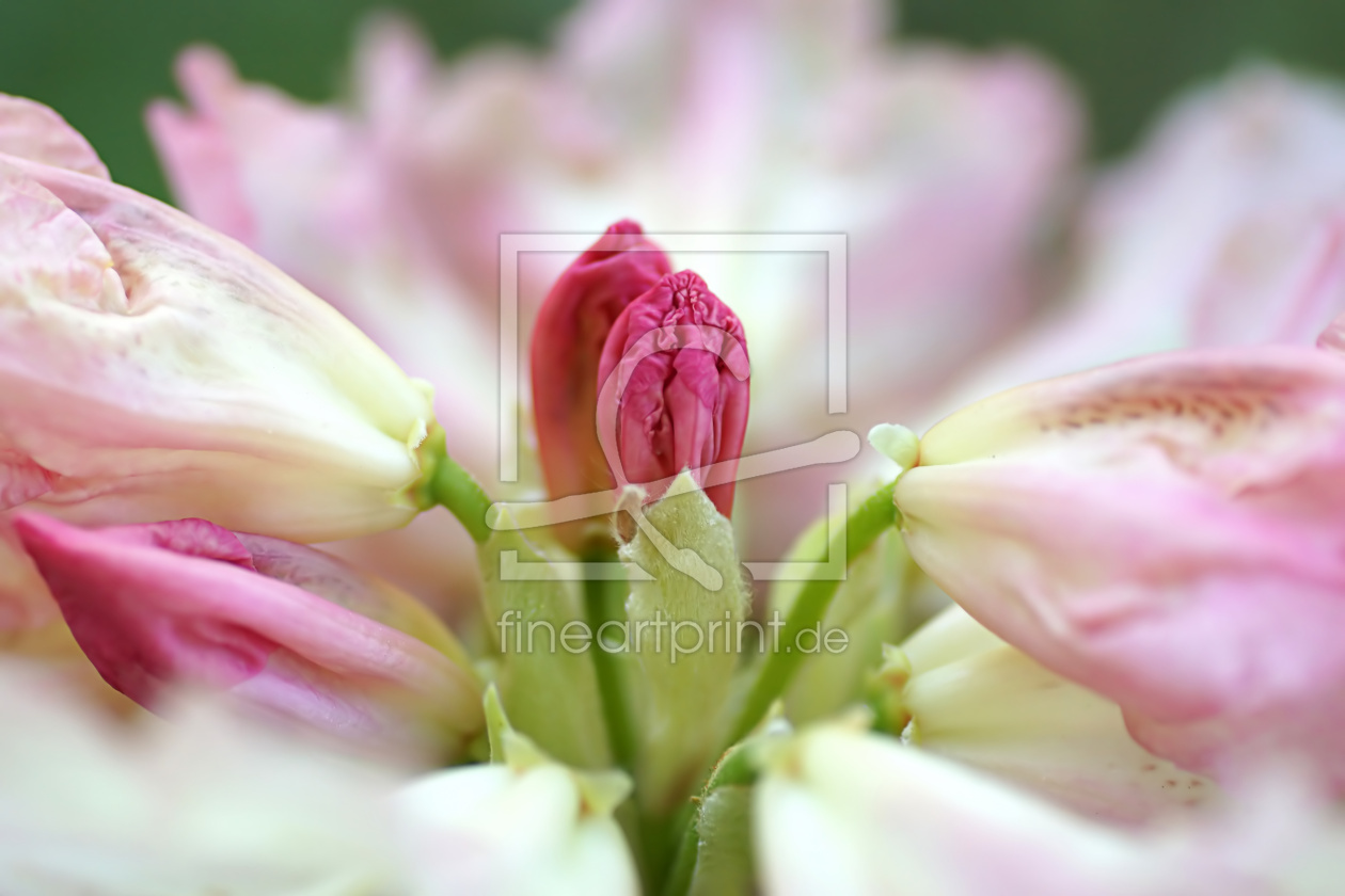 Bild-Nr.: 12893084 Alpenrosen erstellt von youhaveadream