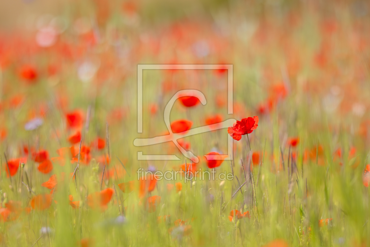 Bild-Nr.: 12893365 Mohnblumen im Getreidefeld erstellt von Daniela Beyer