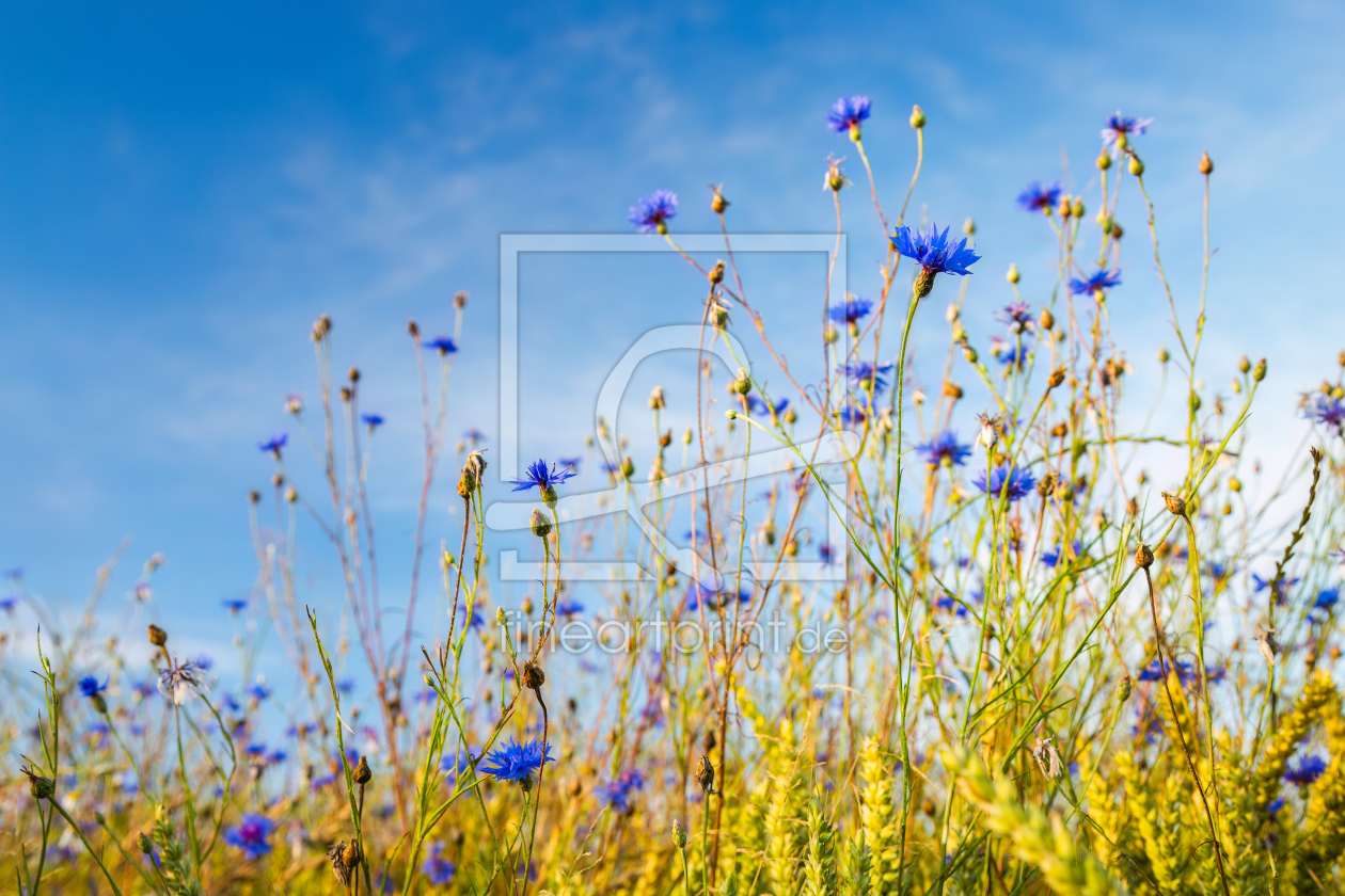 Bild-Nr.: 12893367 Kornblumen im Kornfeld erstellt von Daniela Beyer