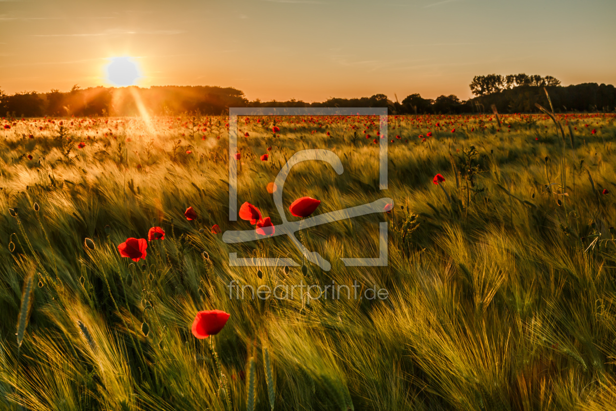 Bild-Nr.: 12893750 Leuchtender Mohn im Gerstenfeld erstellt von Ursula Reins