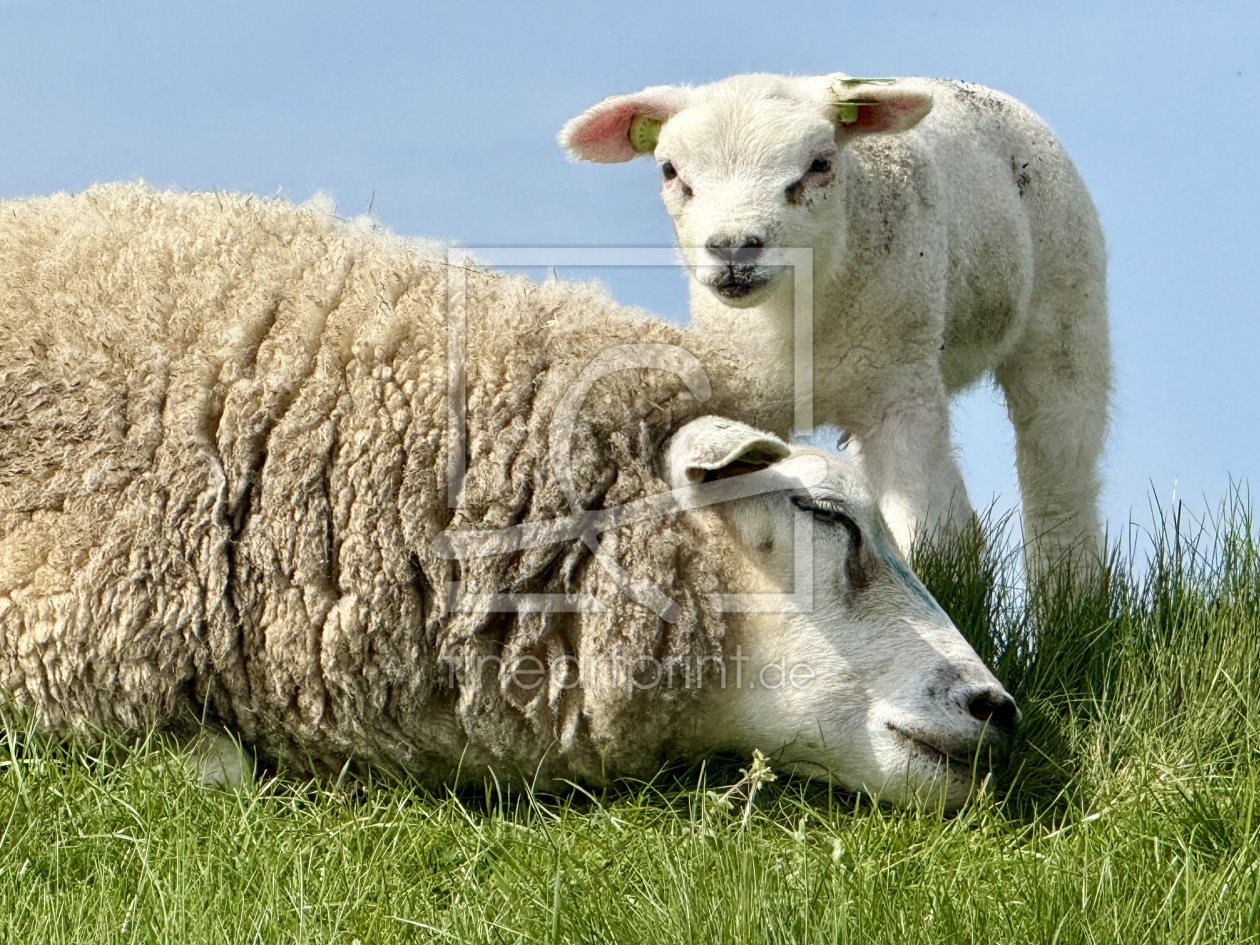 Bild-Nr.: 12893989 Lämmlein erstellt von Conny Jasmine Cibella