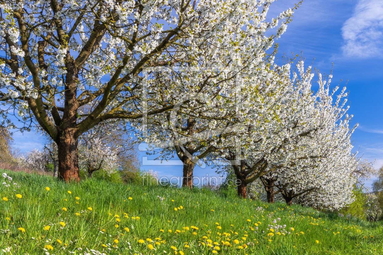 Bild-Nr.: 12894169 Kirschblüte in Bayern erstellt von Daniela Beyer