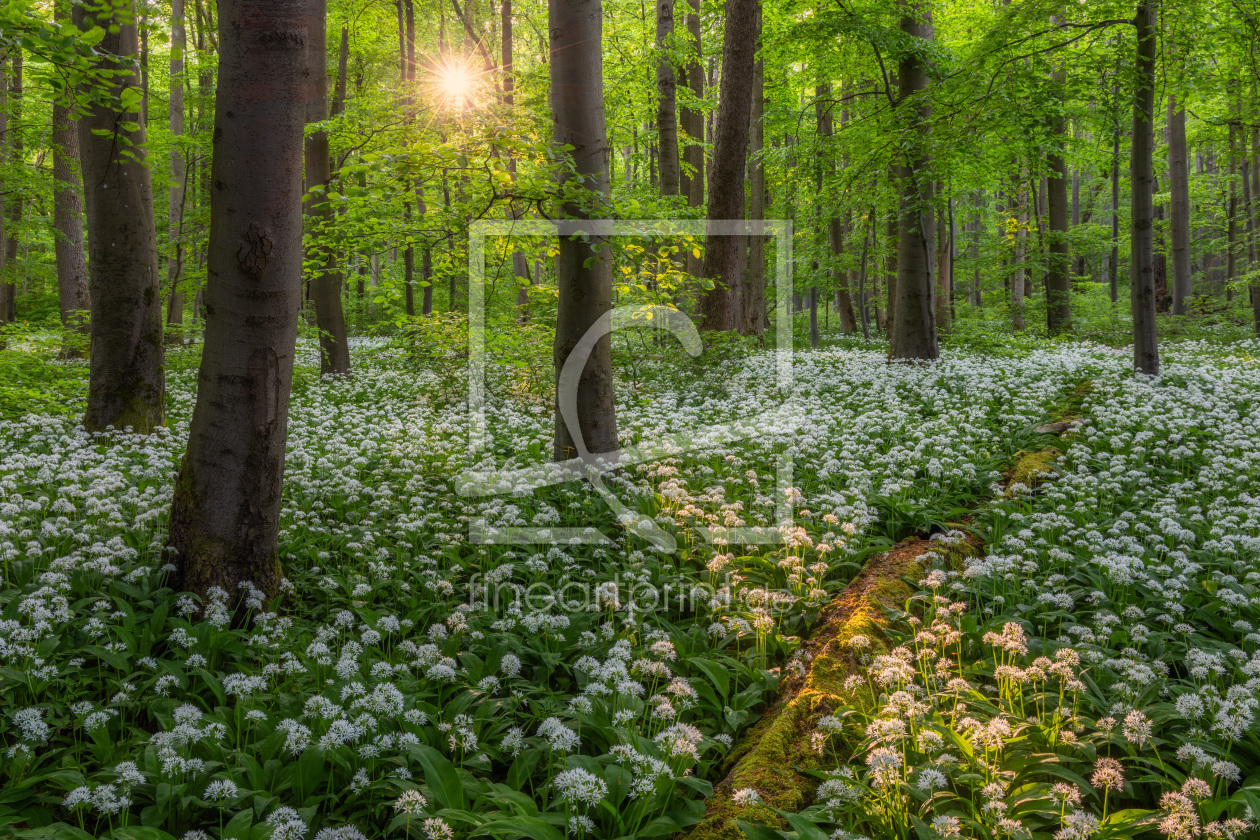 Bild-Nr.: 12894172 Abendlicht im Bärlauchwald erstellt von Daniela Beyer