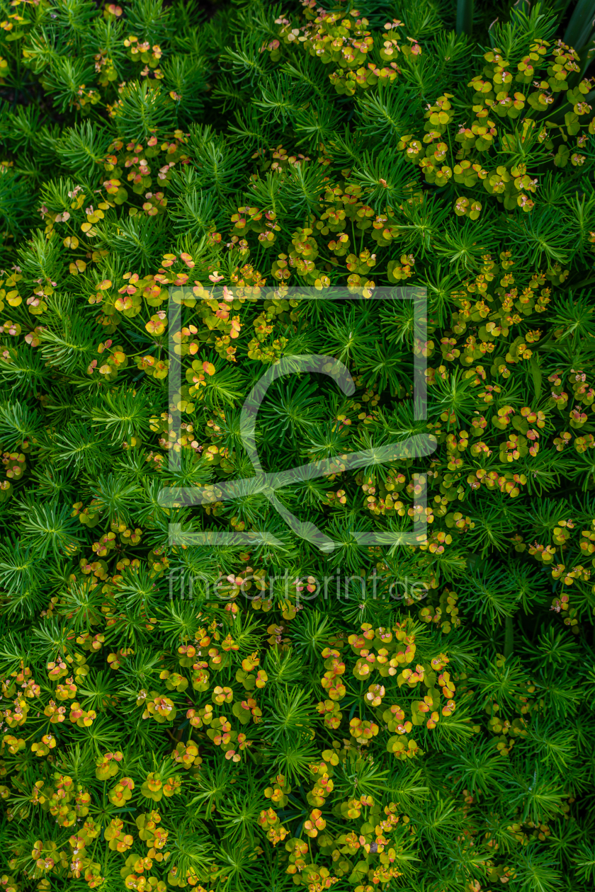 Bild-Nr.: 12894249 Wolfsmilch-Euphorbia - Pflanzen-Hintergrund-Muster erstellt von Sandra Höfer
