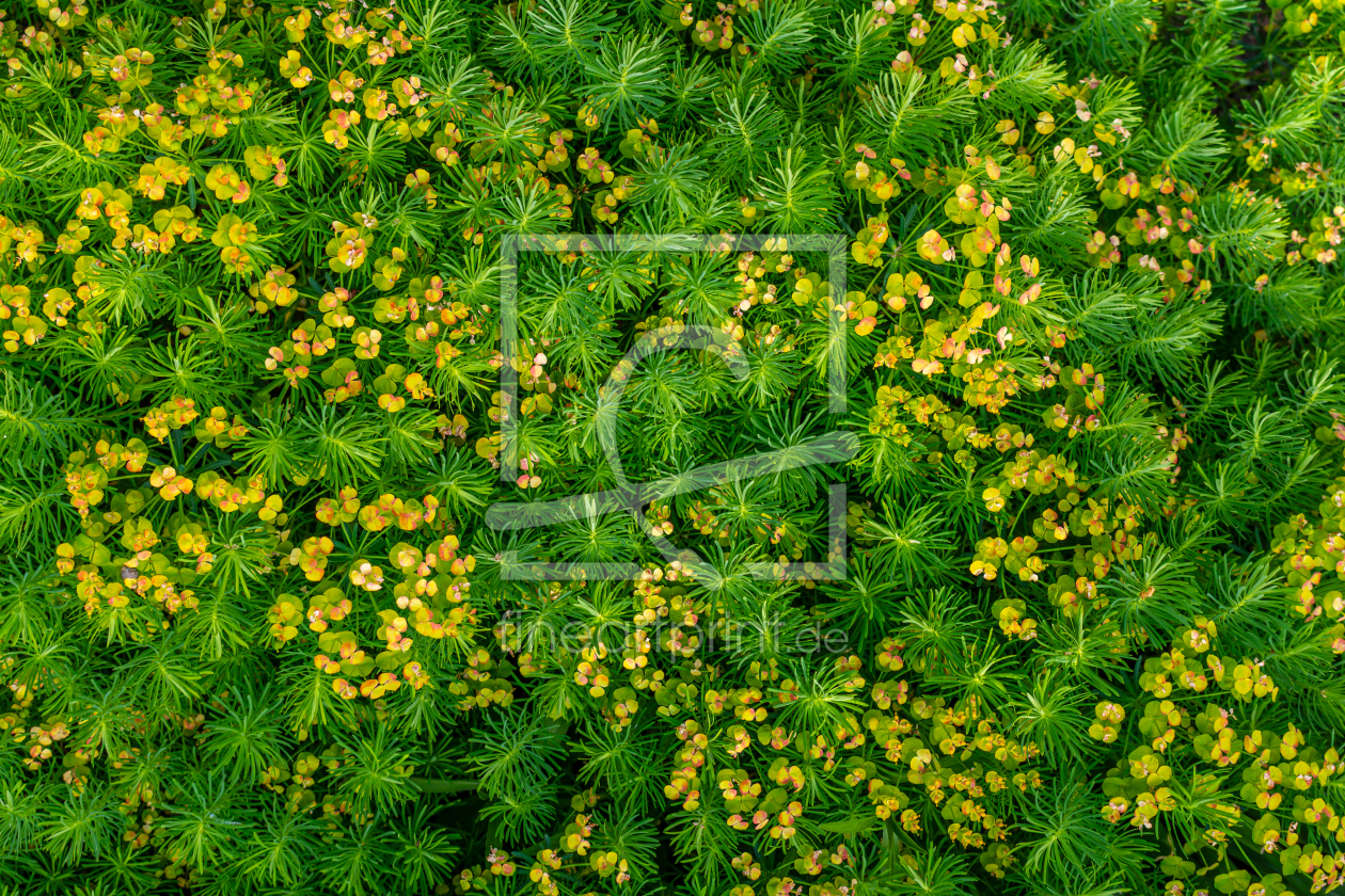 Bild-Nr.: 12894250 Wolfsmilch-Euphorbia - Pflanzen-Hintergrund-Muster erstellt von Sandra Höfer