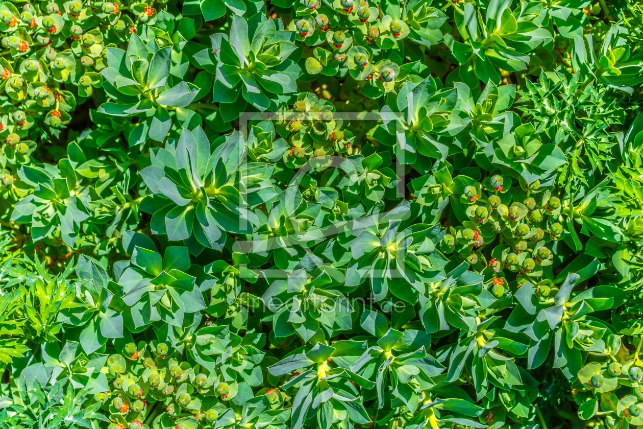 Bild-Nr.: 12894268 Euphorbia helioscopia - Sonnwend-Wolfsmilch erstellt von Sandra Höfer