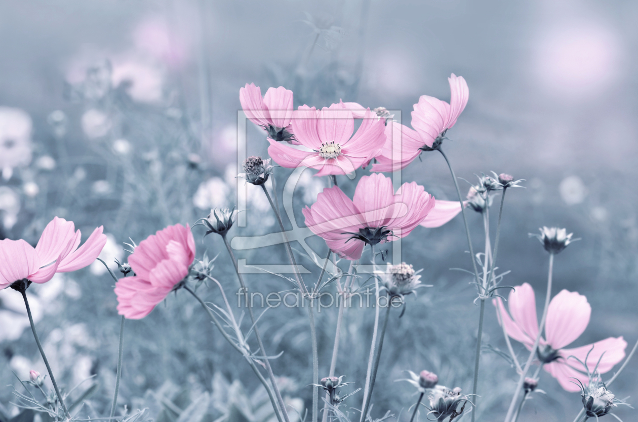 Bild-Nr.: 12894315 Cosmea erstellt von Atteloi