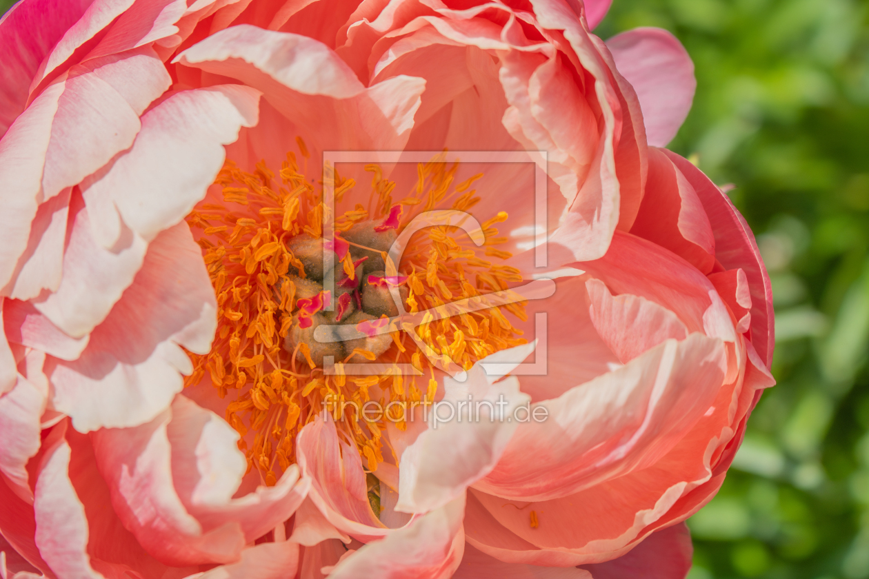 Bild-Nr.: 12894360 Pfingstrose Coral Sunset erstellt von Sandra Höfer