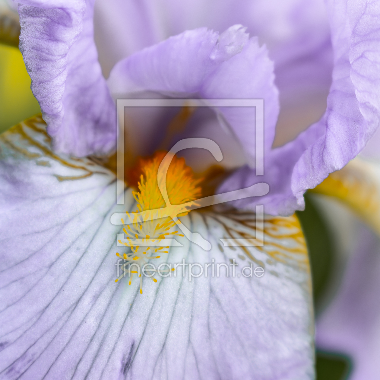 Bild-Nr.: 12894362 Iris - Schwertlinilie erstellt von Sandra Höfer