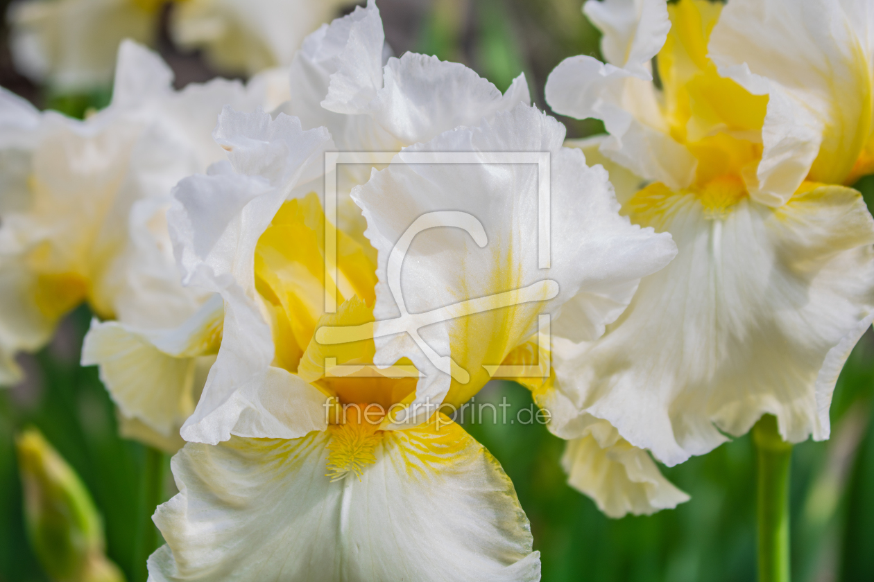 Bild-Nr.: 12894366 Hohe Bart-Iris Country Manor erstellt von Sandra Höfer