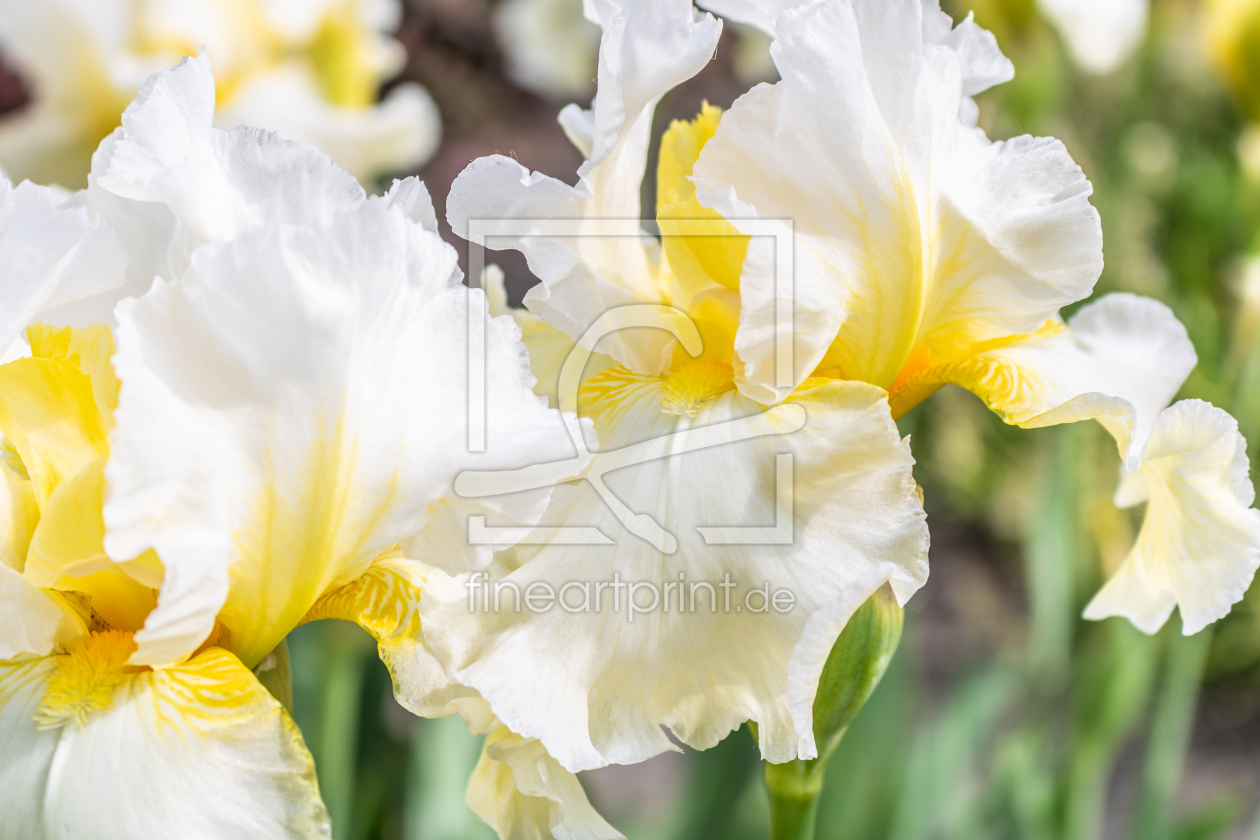 Bild-Nr.: 12894367 Hohe Bart-Iris Country Manor erstellt von Sandra Höfer