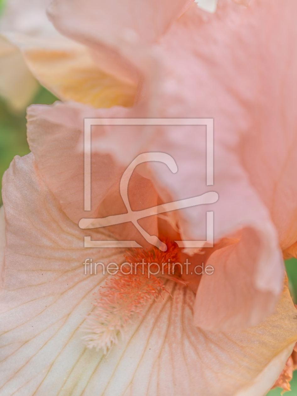 Bild-Nr.: 12894376 Pink Iris erstellt von Sandra Höfer