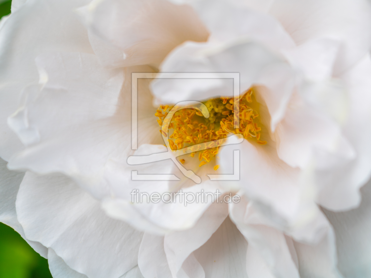 Bild-Nr.: 12894378 Strauchrose Crystal Mella erstellt von Sandra Höfer