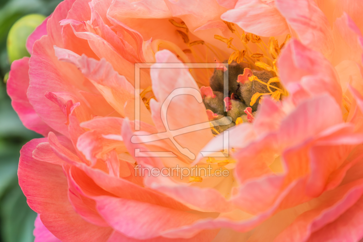 Bild-Nr.: 12894386 Pfingstrose Coral Sunset erstellt von Sandra Höfer