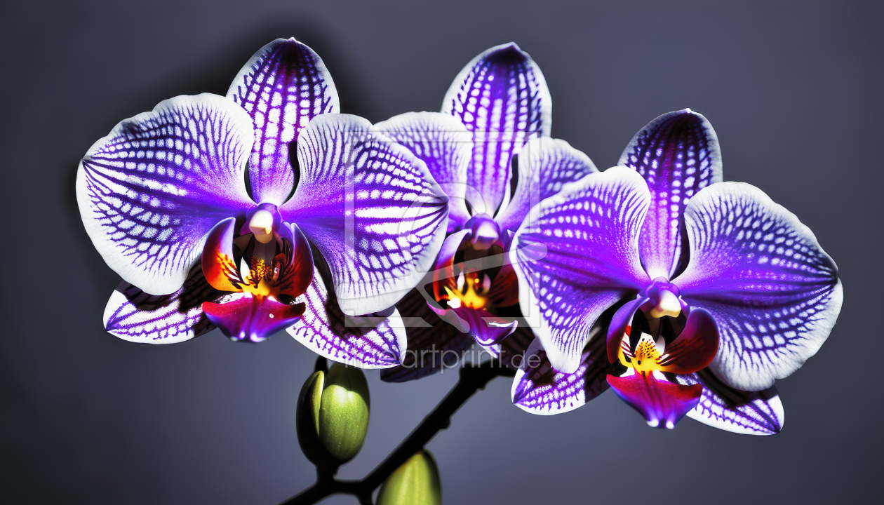 Bild-Nr.: 12894488 Orchideen Zweig KI erstellt von XYRIUS