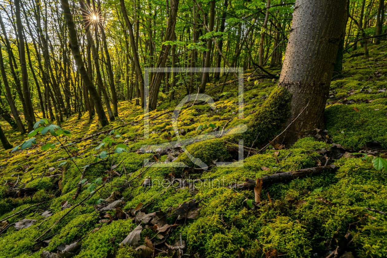 Bild-Nr.: 12895466 Sonnenaufgang an der Halde Hoppenbruch in Herten erstellt von volker heide