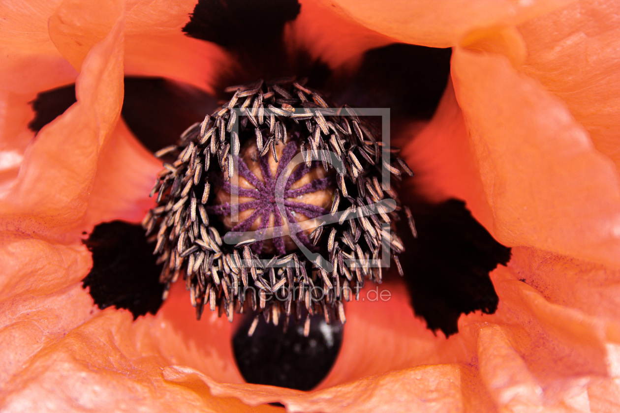 Bild-Nr.: 12896205 Roter Mohn Makro erstellt von PhotoMah