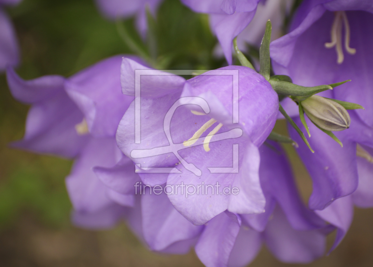 Bild-Nr.: 12896210 Glockenblumen erstellt von PhotoMah