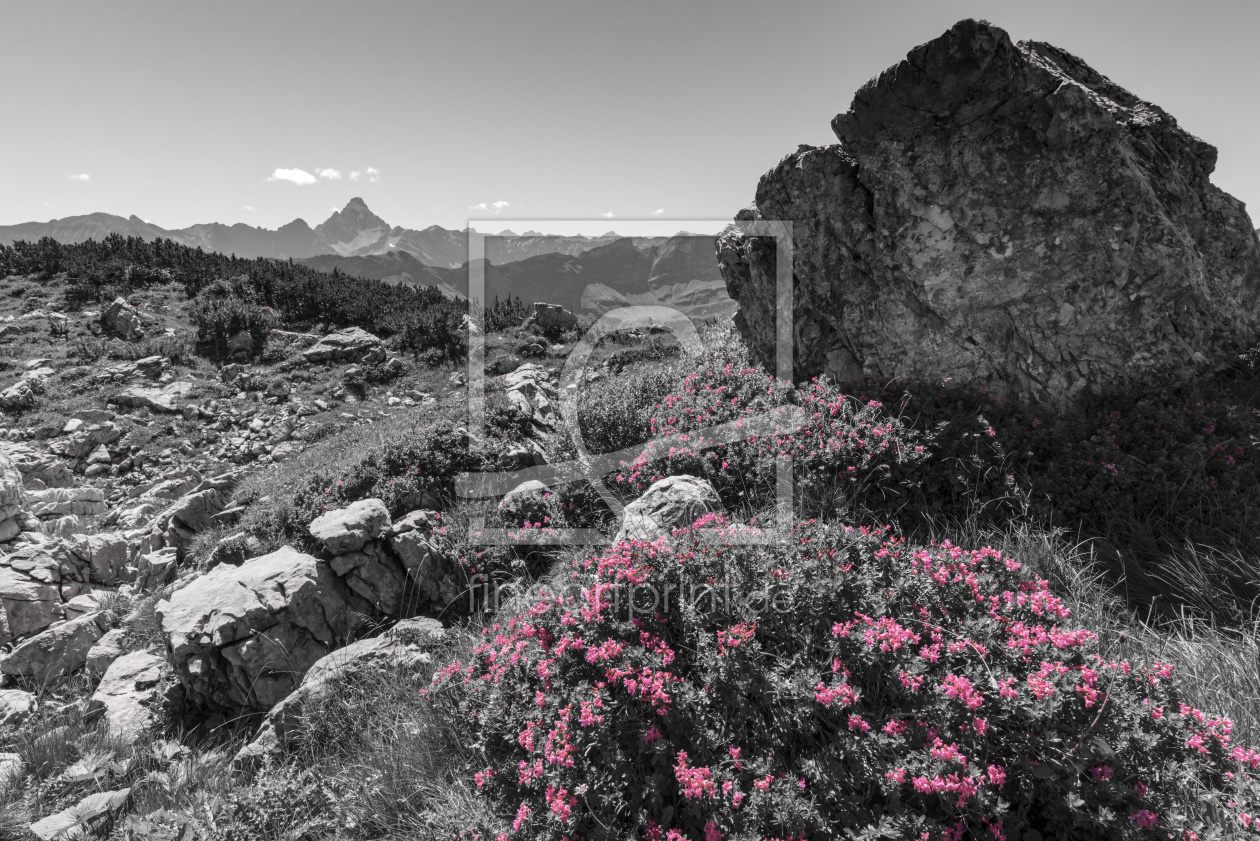 Bild-Nr.: 12896278 Alpenrosenflüstern erstellt von Walter G. Allgöwer