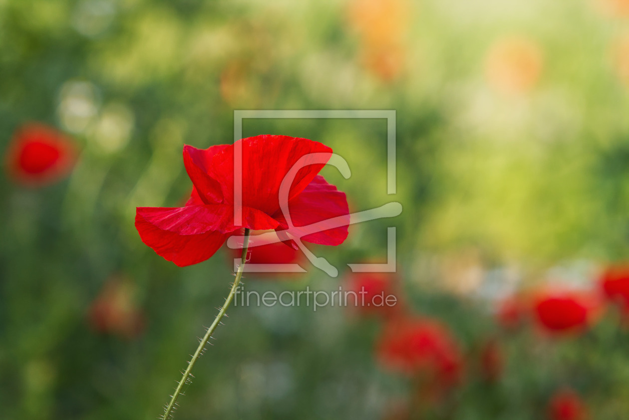 Bild-Nr.: 12896324 Klatschmohn  erstellt von DGwolf