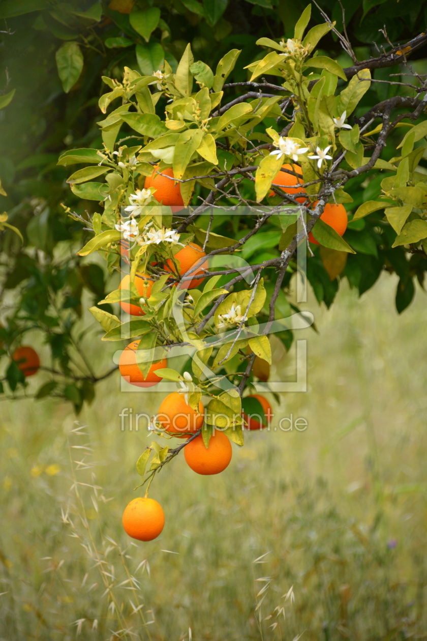 Bild-Nr.: 12896921 Orangen erstellt von GUGIGEI