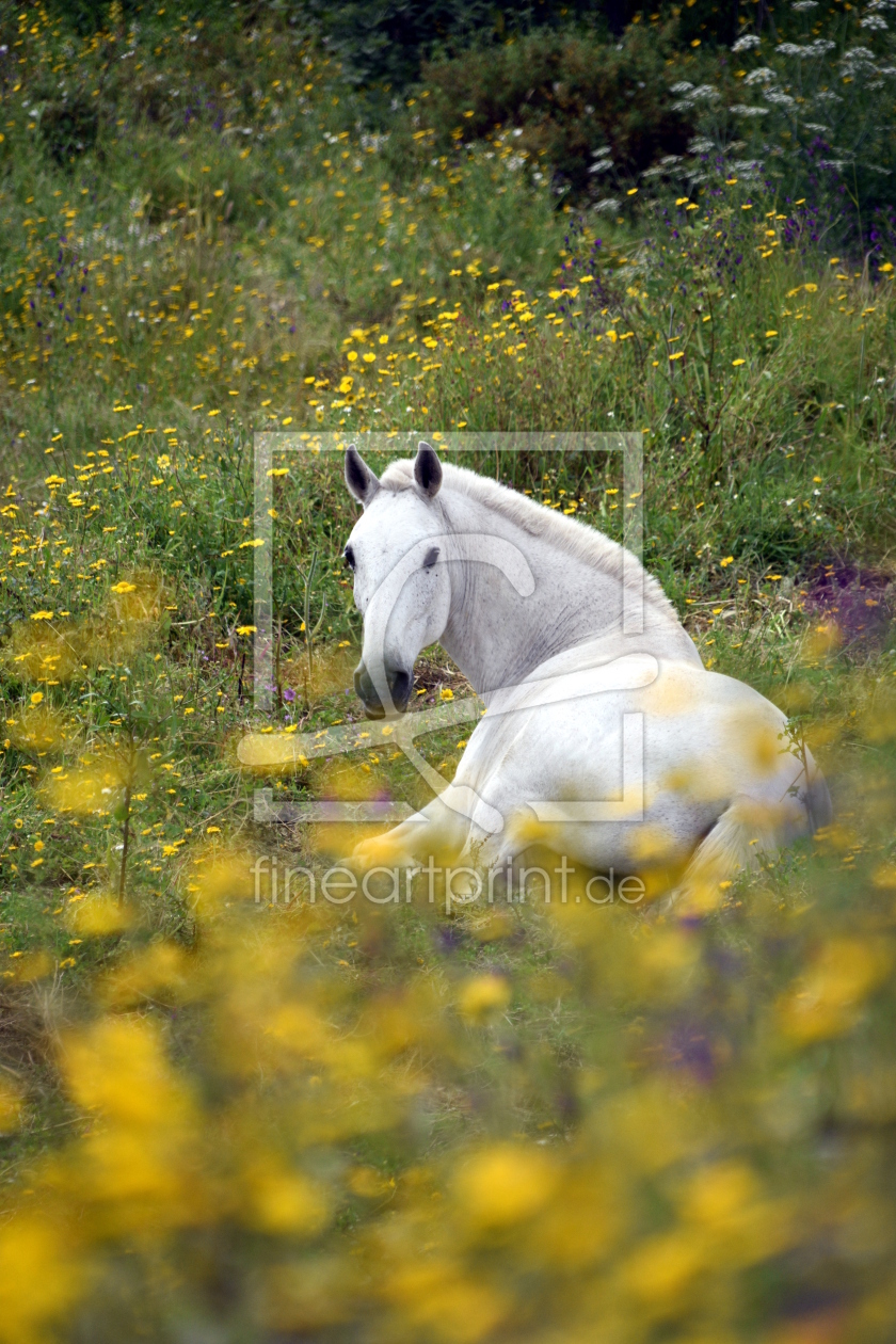 Bild-Nr.: 12896926 relaxed erstellt von GUGIGEI