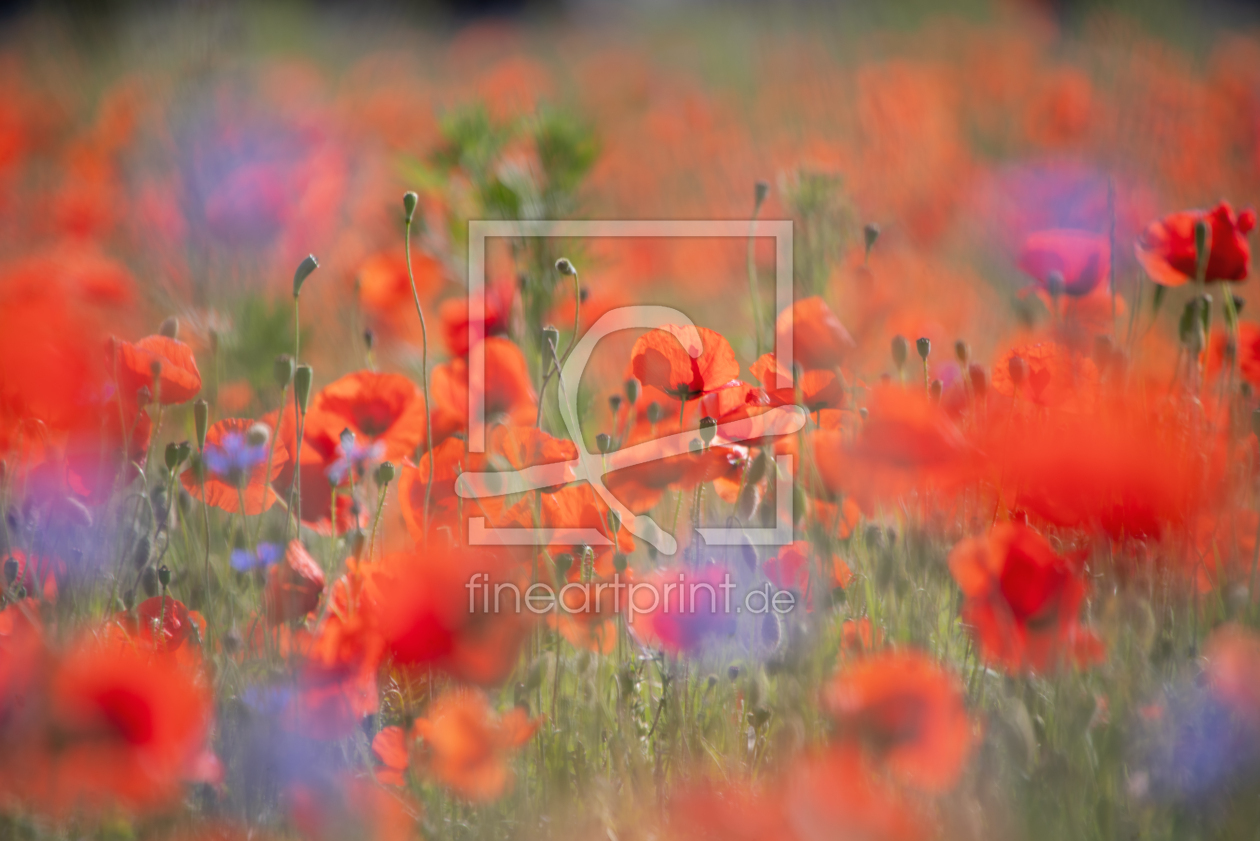 Bild-Nr.: 12897131 Klatschmohn Blüte an einem Sommertag erstellt von Tanja Riedel
