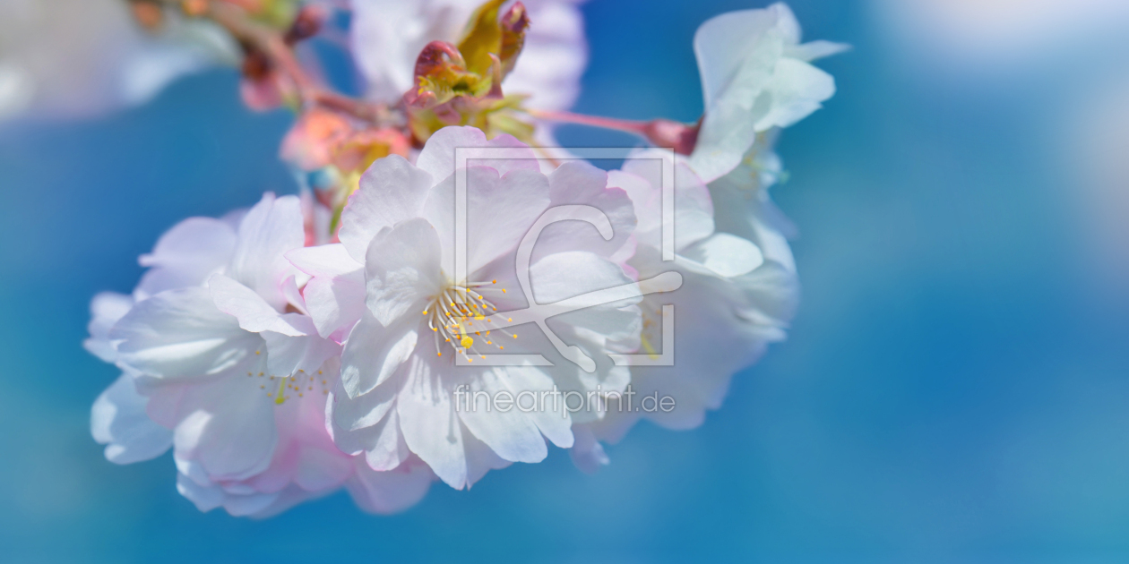 Bild-Nr.: 12897442 Kirschblüten erstellt von Atteloi