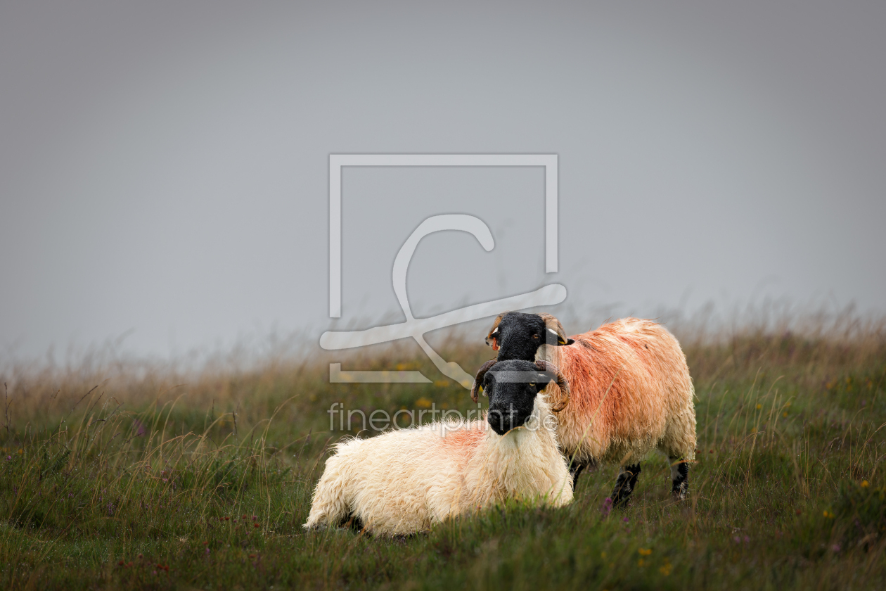 Bild-Nr.: 12898364 Schafe im Dartmoor erstellt von DirkR