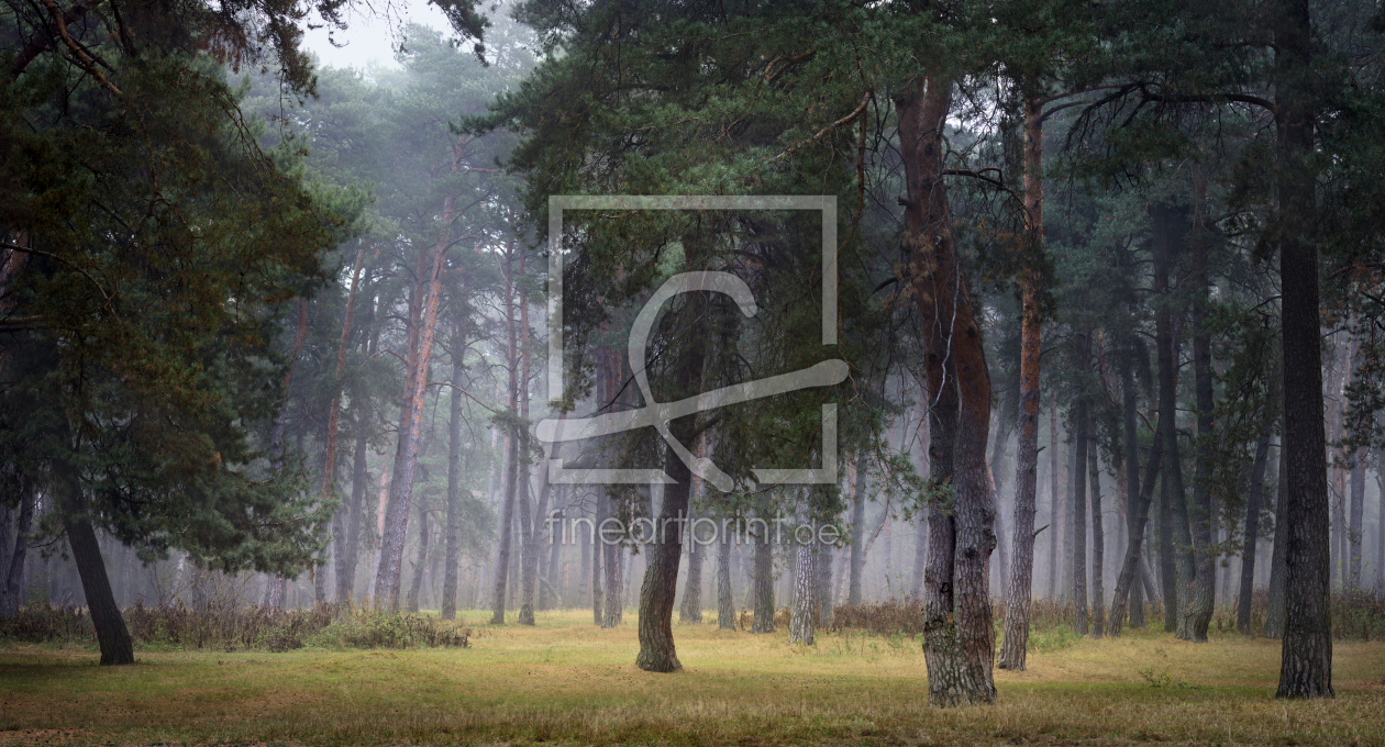 Bild-Nr.: 12898843 Nebliger Herbstmorgen in einem Kiefernwald erstellt von KundenNr-294234