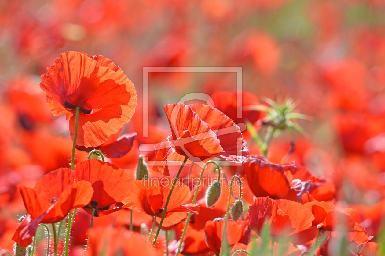 Bild-Nr.: 12898950 Klatschmohn erstellt von GUGIGEI