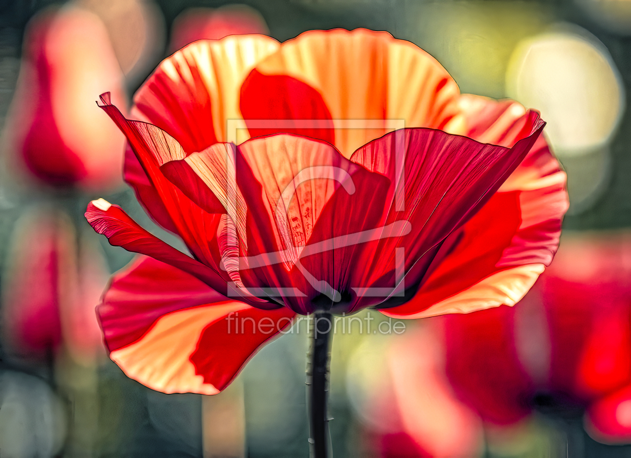 Bild-Nr.: 12899100 Strahlender Mohn KI erstellt von XYRIUS