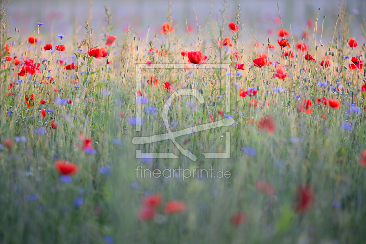 Bild-Nr.: 12899145 Sommerwiese mit Mohn und Kornblumen erstellt von boegau-photography