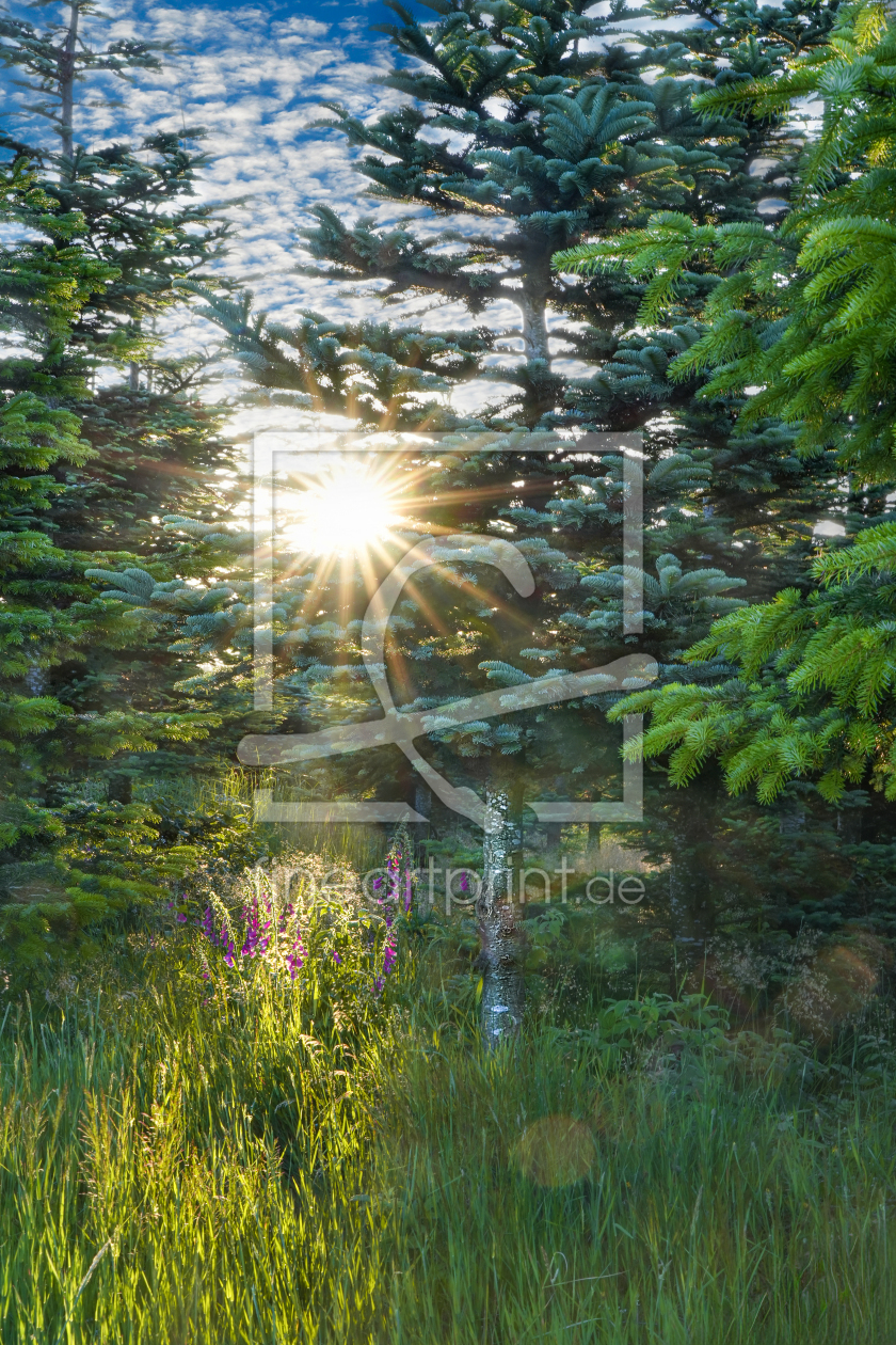 Bild-Nr.: 12899151 Im Wald - Fingerhut im Tannenhain  erstellt von boegau-photography